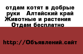 отдам котят в добрые руки - Алтайский край Животные и растения » Отдам бесплатно   